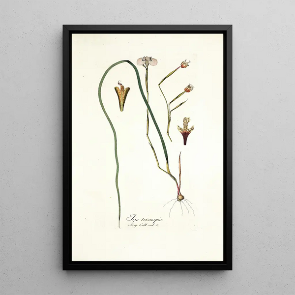 Iris tricuspis - Nikolaus Joseph Freiherr von Jacquin — framed artwork on a wall