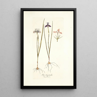 Nikolaus Joseph Freiherr von Jacquin - Iris tripetala.webp