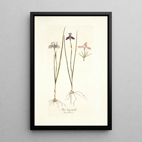 Iris tripetala - Nikolaus Joseph Freiherr von Jacquin — framed artwork on a wall