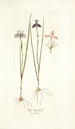 Iris tripetala - Nikolaus Joseph Freiherr von Jacquin — Ansicht des Kunstwerks