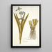 Iris virginica - Nikolaus Joseph Freiherr von Jacquin — quadro incorniciato alla parete