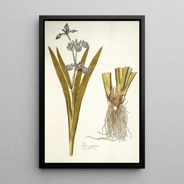 Iris virginica - Nikolaus Joseph Freiherr von Jacquin — framed artwork on a wall