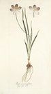 Ixia aneaionaeflora - Nikolaus Joseph Freiherr von Jacquin — Ansicht des Kunstwerks