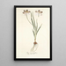 Ixia aneaionaeflora - Nikolaus Joseph Freiherr von Jacquin — gerahmtes Bild an der Wand