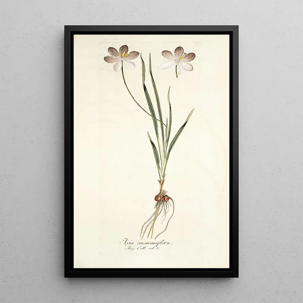 Ixia aneaionaeflora - Nikolaus Joseph Freiherr von Jacquin — framed artwork on a wall