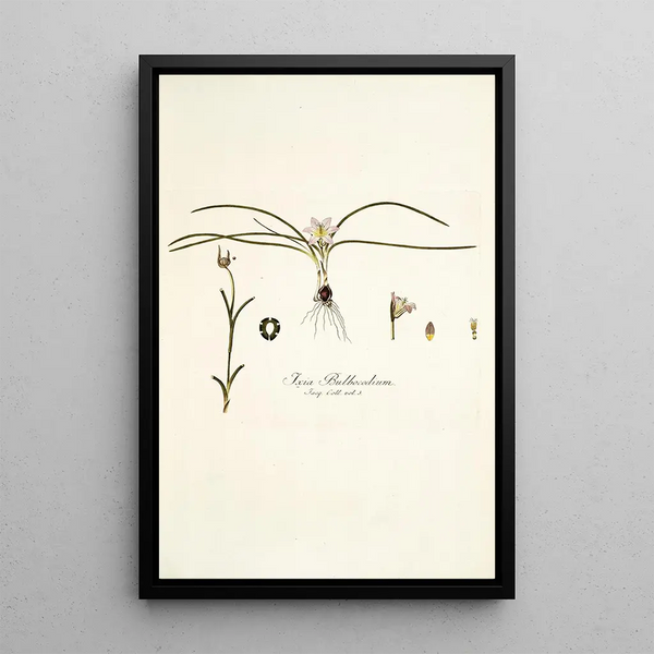 Ixia bulbocodium - Nikolaus Joseph Freiherr von Jacquin — framed artwork on a wall