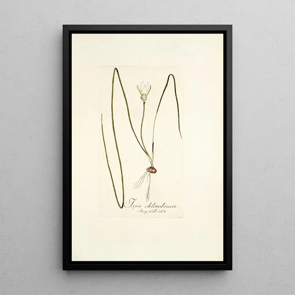 Ixia chloroleuca - Nikolaus Joseph Freiherr von Jacquin — framed artwork on a wall