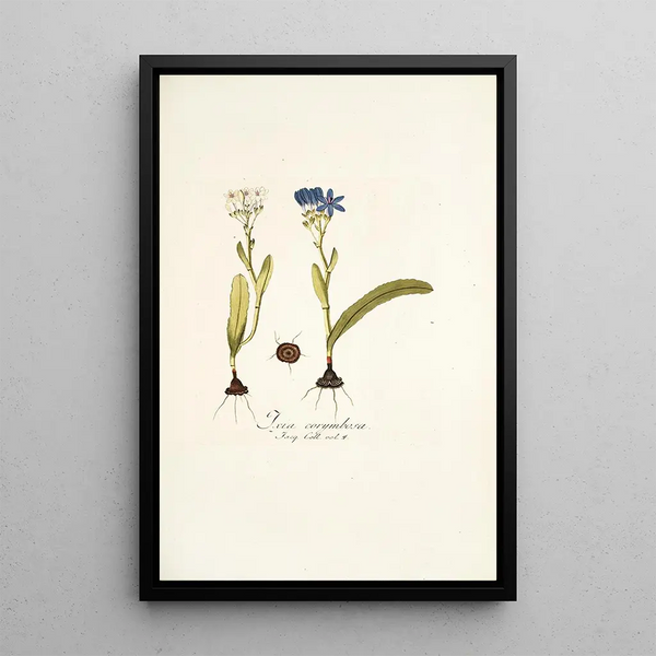 Ixia corymbosa - Nikolaus Joseph Freiherr von Jacquin — framed artwork on a wall