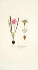 Ixia cruciata - Nikolaus Joseph Freiherr von Jacquin — Ansicht des Kunstwerks