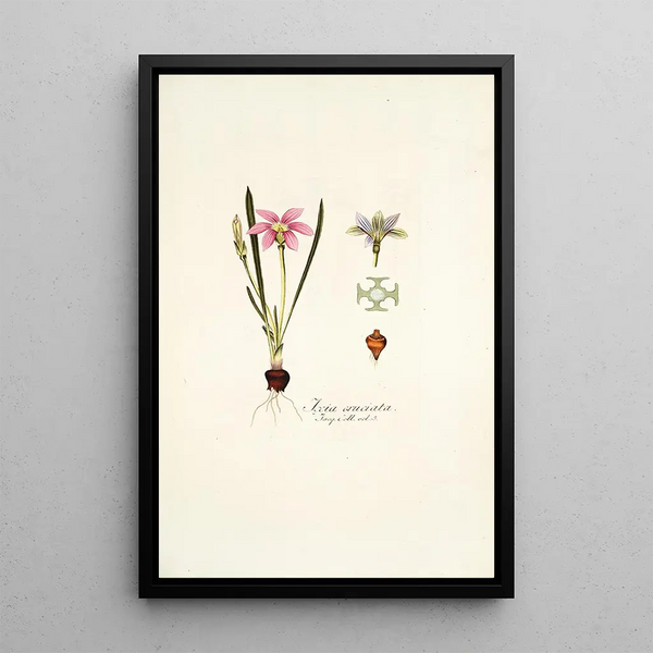 Ixia cruciata - Nikolaus Joseph Freiherr von Jacquin — framed artwork on a wall