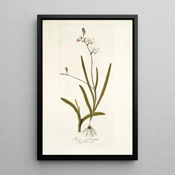 Ixia falcata - Nikolaus Joseph Freiherr von Jacquin — framed artwork on a wall