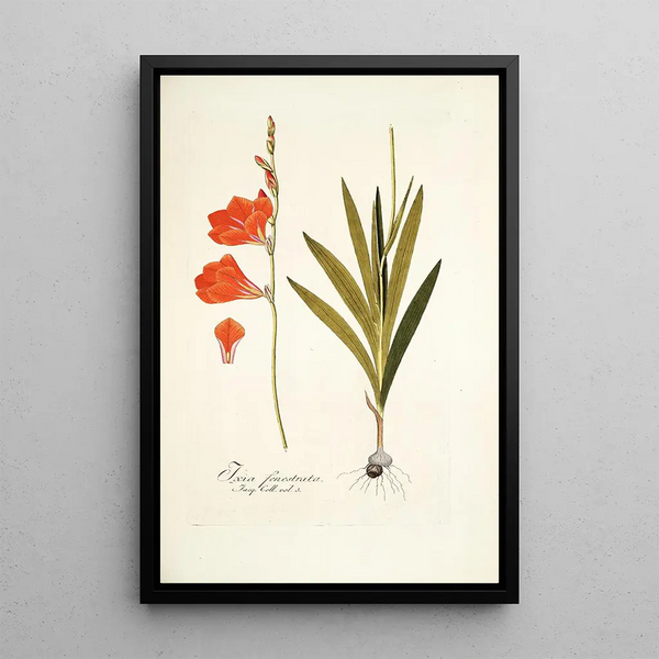 Ixia fenestrata - Nikolaus Joseph Freiherr von Jacquin — framed artwork on a wall