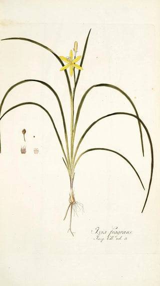 Nikolaus Joseph Freiherr von Jacquin - Ixia fragrans.webp