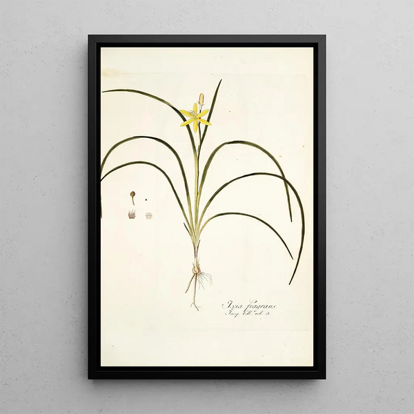 Ixia fragrans - Nikolaus Joseph Freiherr von Jacquin — framed artwork on a wall