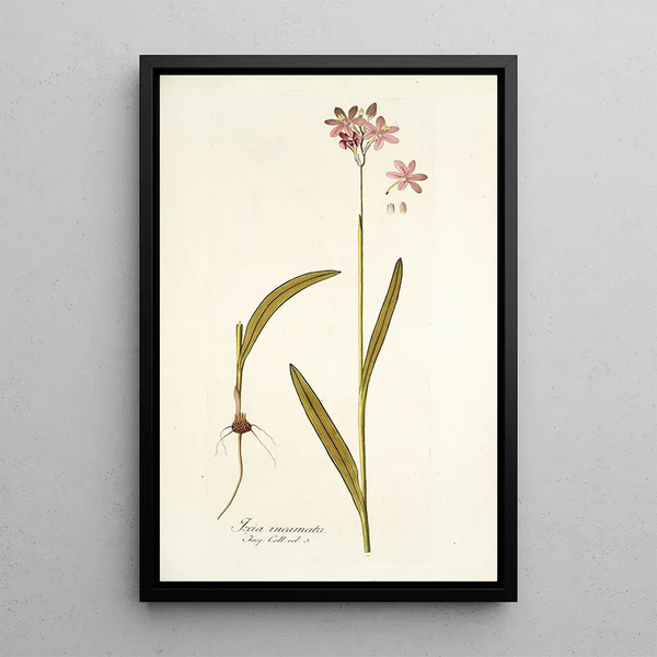 Ixia incarnata - Nikolaus Joseph Freiherr von Jacquin — framed artwork on a wall