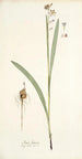 Ixia lancea - Nikolaus Joseph Freiherr von Jacquin — vista dell’opera