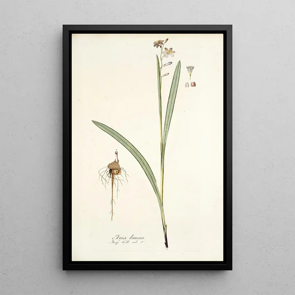 Ixia lancea - Nikolaus Joseph Freiherr von Jacquin — framed artwork on a wall