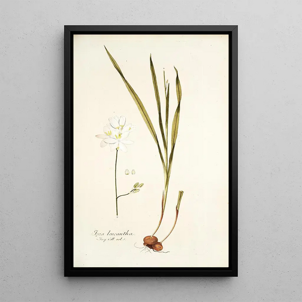 Ixia leucantha - Nikolaus Joseph Freiherr von Jacquin — framed artwork on a wall