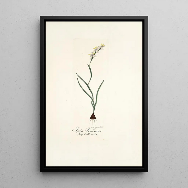 Ixia linearis - Nikolaus Joseph Freiherr von Jacquin — framed artwork on a wall