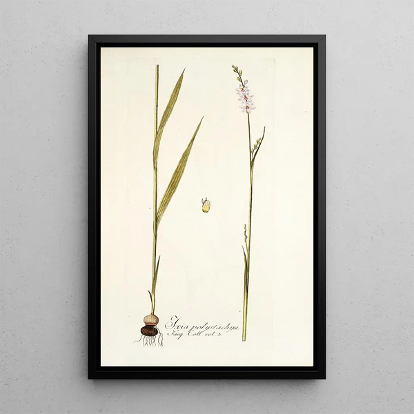 Ixia polystachya - Nikolaus Joseph Freiherr von Jacquin — framed artwork on a wall