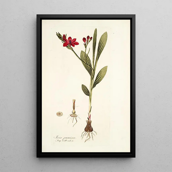Ixia punicea - Nikolaus Joseph Freiherr von Jacquin — framed artwork on a wall
