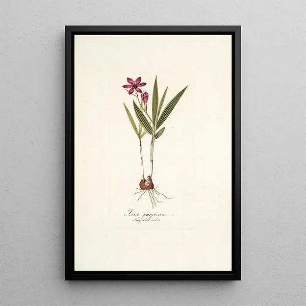 Ixia purpurea - Nikolaus Joseph Freiherr von Jacquin — framed artwork on a wall