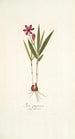 Ixia purpurea - Nikolaus Joseph Freiherr von Jacquin — vista dell’opera