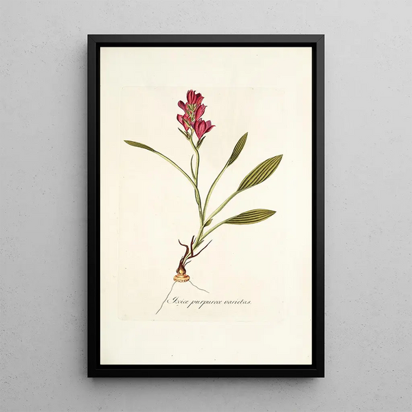 Ixia purpurea varietas - Nikolaus Joseph Freiherr von Jacquin — framed artwork on a wall