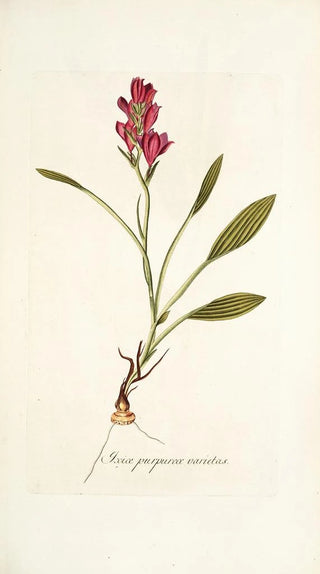 Nikolaus Joseph Freiherr von Jacquin - Ixia purpurea varietas.webp