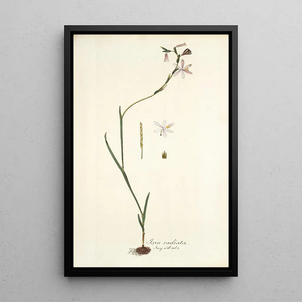 Ixia radiata - Nikolaus Joseph Freiherr von Jacquin — framed artwork on a wall