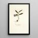 Ixia rubrocyanea - Nikolaus Joseph Freiherr von Jacquin — gerahmtes Bild an der Wand