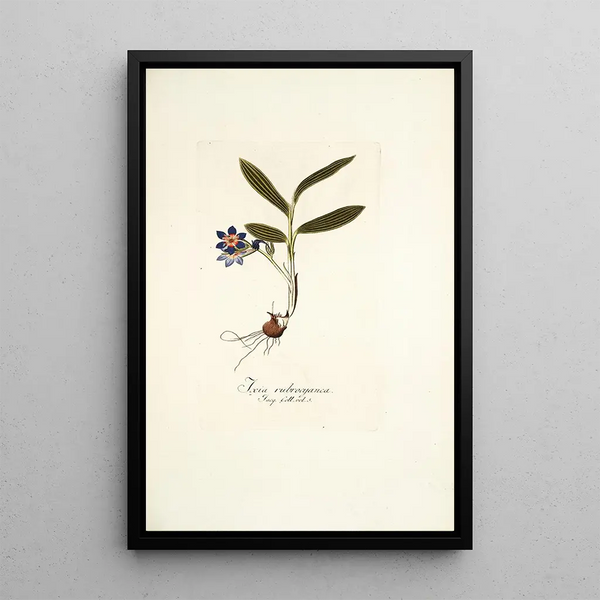Ixia rubrocyanea - Nikolaus Joseph Freiherr von Jacquin — framed artwork on a wall