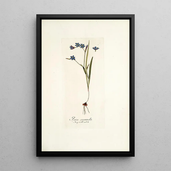 Ixia secunda - Nikolaus Joseph Freiherr von Jacquin — framed artwork on a wall