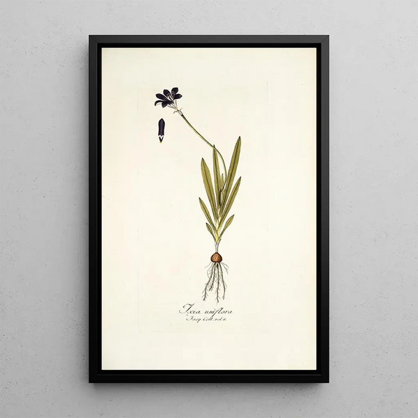 Ixia uniflora - Nikolaus Joseph Freiherr von Jacquin — framed artwork on a wall
