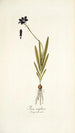 Ixia uniflora - Nikolaus Joseph Freiherr von Jacquin — Ansicht des Kunstwerks