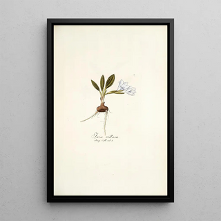 Nikolaus Joseph Freiherr von Jacquin - Ixia villosa.webp