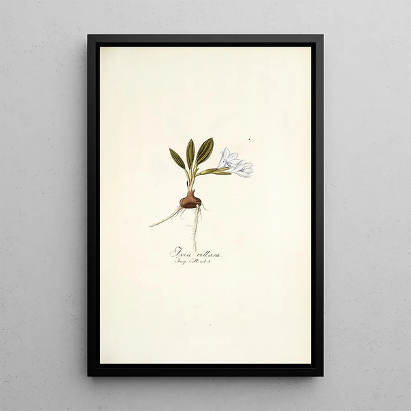 Ixia villosa - Nikolaus Joseph Freiherr von Jacquin — framed artwork on a wall