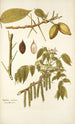 Juglans cinerea - Nikolaus Joseph Freiherr von Jacquin — Ansicht des Kunstwerks