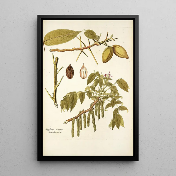 Juglans cinerea - Nikolaus Joseph Freiherr von Jacquin — framed artwork on a wall