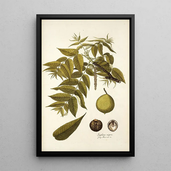 Juglans nigra - Nikolaus Joseph Freiherr von Jacquin — framed artwork on a wall