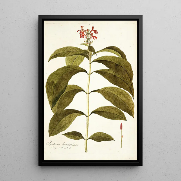 Justicia bracteolata - Nikolaus Joseph Freiherr von Jacquin — framed artwork on a wall