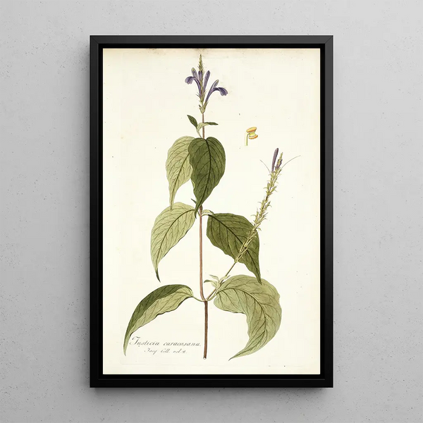 Justicia caracasana - Nikolaus Joseph Freiherr von Jacquin — framed artwork on a wall