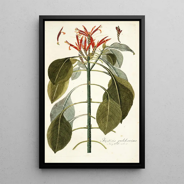 Justicia pulcherrima - Nikolaus Joseph Freiherr von Jacquin — framed artwork on a wall