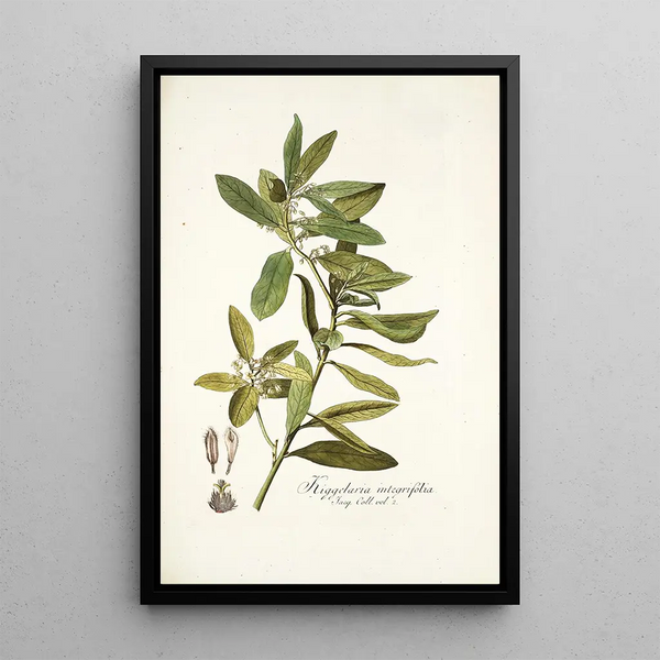 Kiggelaria integrifolia - Nikolaus Joseph Freiherr von Jacquin — framed artwork on a wall