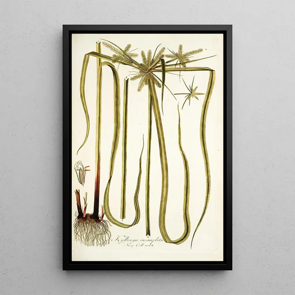 Kylinga incomplete - Nikolaus Joseph Freiherr von Jacquin — framed artwork on a wall