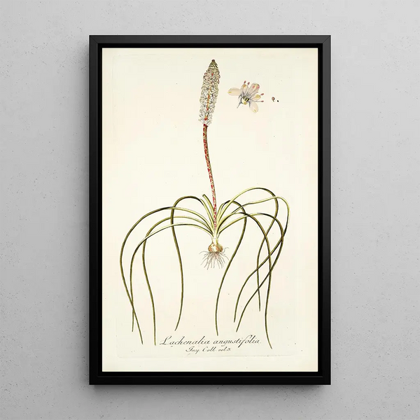 Lachenalia angustifolia - Nikolaus Joseph Freiherr von Jacquin — framed artwork on a wall