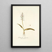 Lachenalia glaucina - Nikolaus Joseph Freiherr von Jacquin — quadro incorniciato alla parete