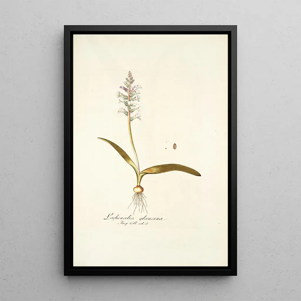 Lachenalia glaucina - Nikolaus Joseph Freiherr von Jacquin — framed artwork on a wall