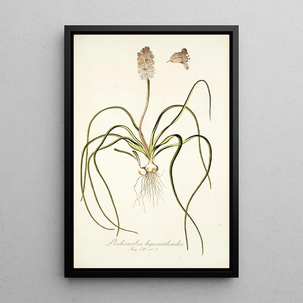 Lachenalia hyacinthoides - Nikolaus Joseph Freiherr von Jacquin — framed artwork on a wall