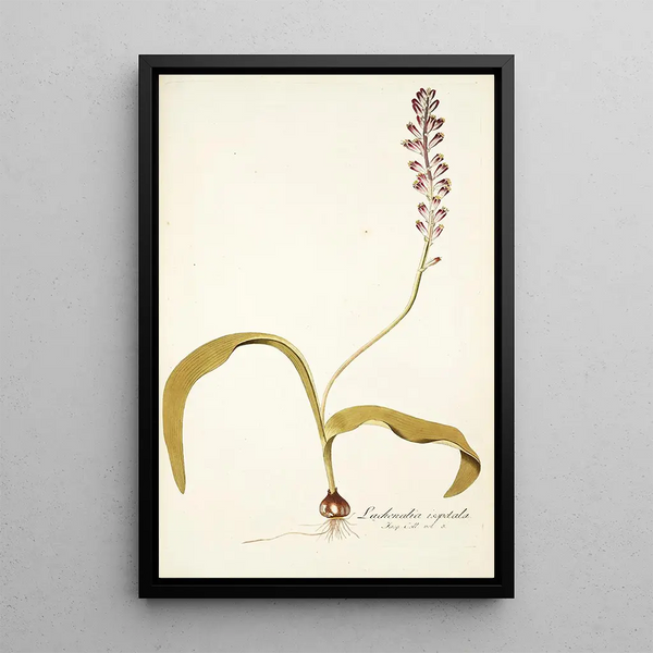 Lachenalia isopetala - Nikolaus Joseph Freiherr von Jacquin — framed artwork on a wall